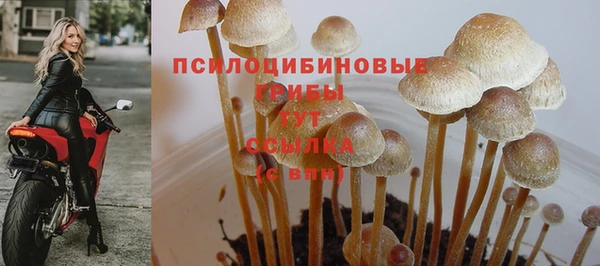 прущие грибы Осинники